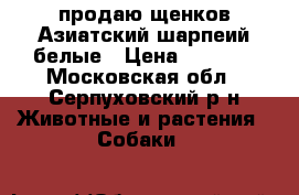 продаю щенков Азиатский шарпеий белые › Цена ­ 5 000 - Московская обл., Серпуховский р-н Животные и растения » Собаки   